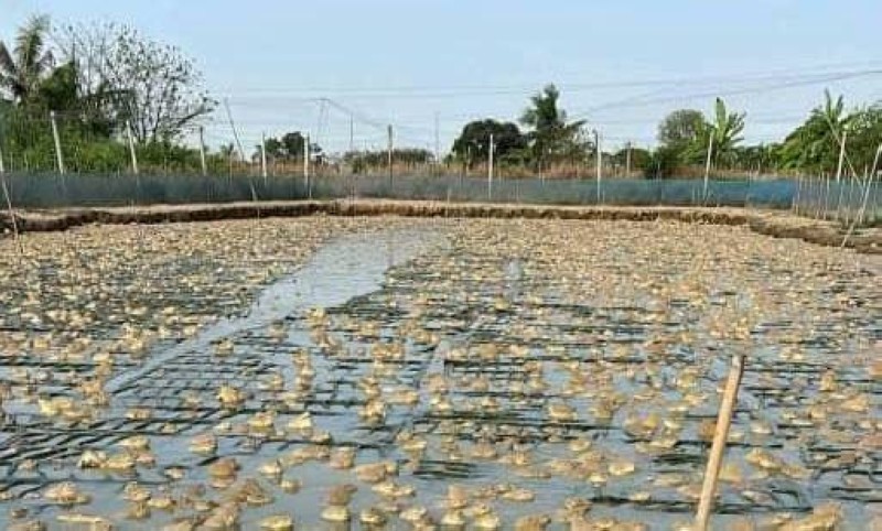 Élevage de grenouilles (raniculture) : En Côte d’Ivoire, la grenouille sort de la brousse pour entrer dans les fermes