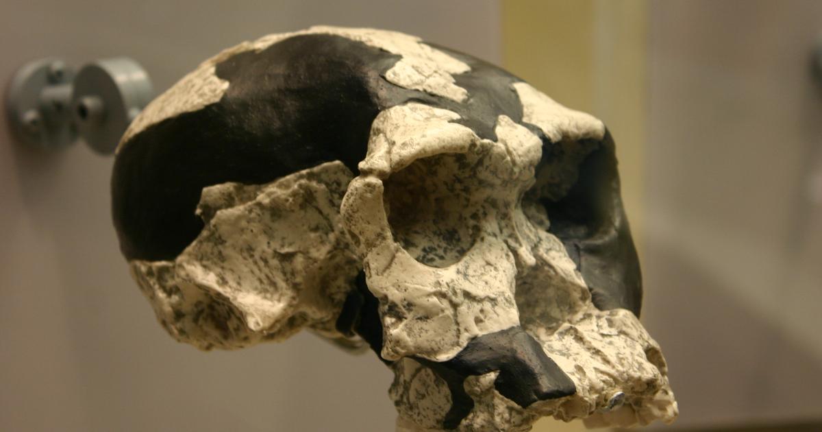 Le squelette d’“Homo habilis”, un “jackpot fossile” pour le tourisme au Kenya