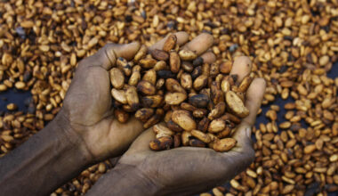 La compétitivité du cacao ivoirien en question face à la baisse du marché - Chronique des matières premières