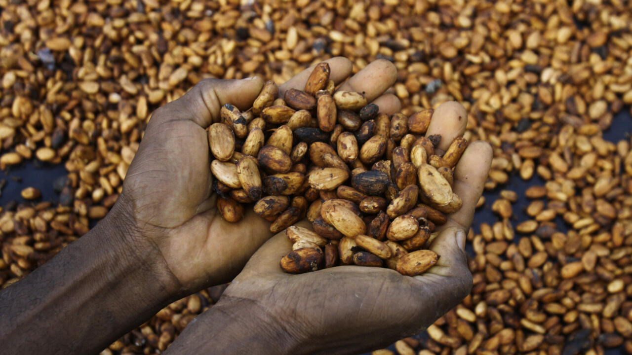La compétitivité du cacao ivoirien en question face à la baisse du marché - Chronique des matières premières