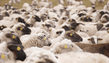 L’Algérie mise sur les puces électroniques pour identifier ses moutons