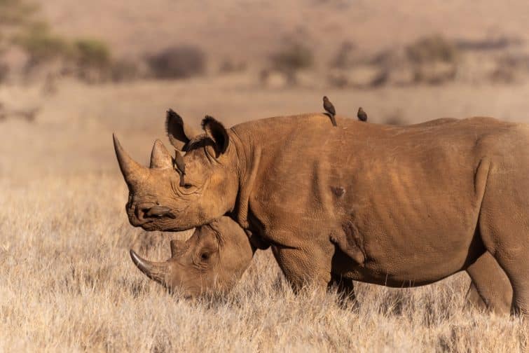 Faire un safari au Kenya dans e parc de Lewa Downs