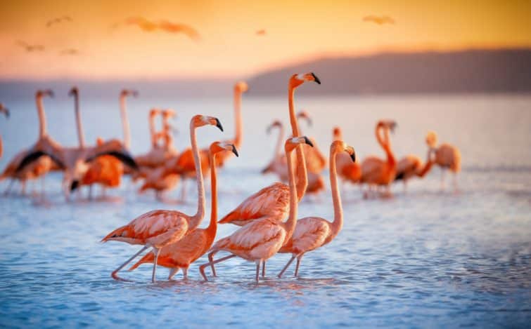 Flamands roses sur le lac de Nakuru, Kenya
