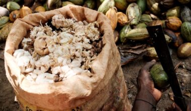 Le pari risqué d’Abidjan pour sauver sa filière cacao