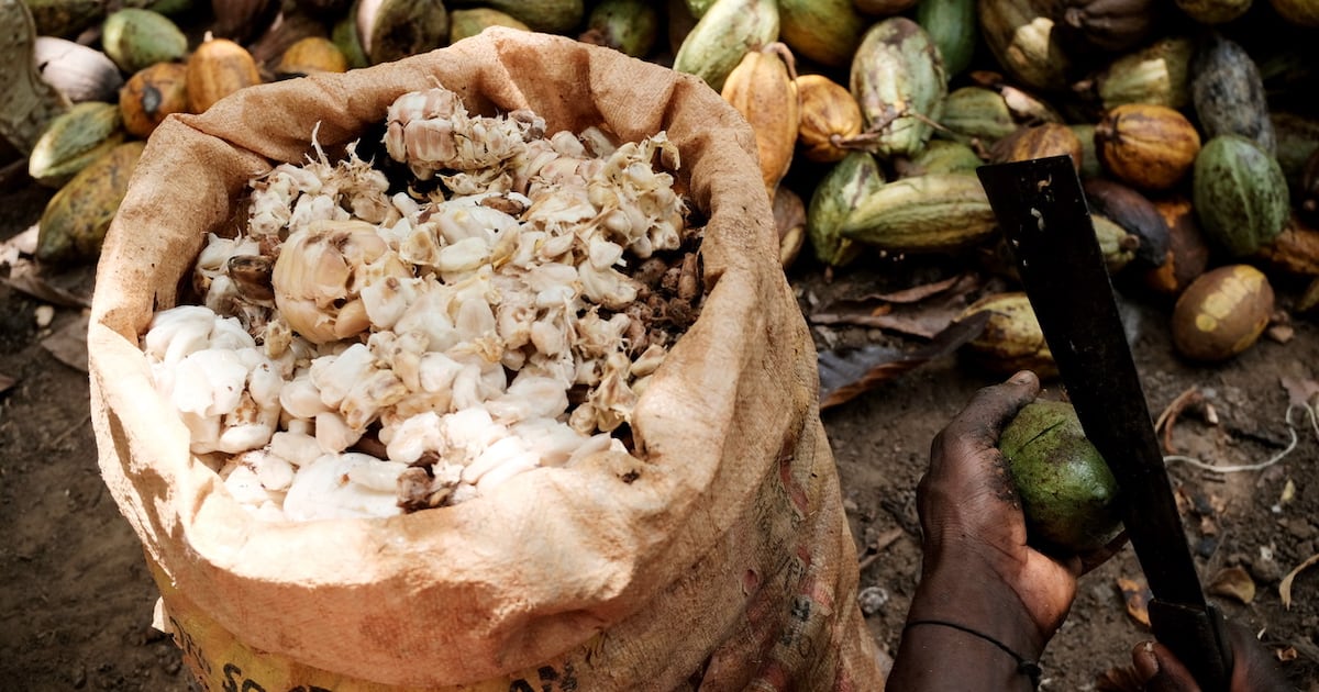 Le pari risqué d’Abidjan pour sauver sa filière cacao