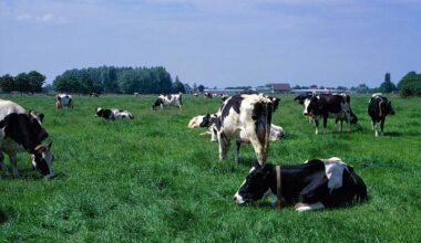 Grippe aviaire : une vache laitière positive aux Pays-Bas, une première en Europe