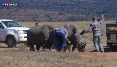 "On renverse la vapeur" : les mesures radicales de l'Afrique du Sud pour chasser les braconniers et protéger ses rhinocéros