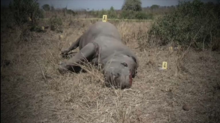 Capture d'écran TF1