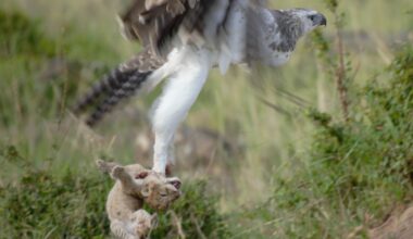 Kenya : les aigles martiaux chassent des lionceaux pour les manger | National Geographic