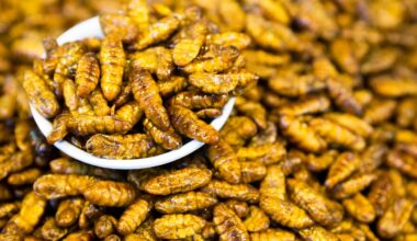 Après la liquidation d’Ynsect, l’élevage d’insectes a-t-il un avenir en Europe ?