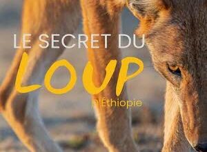 Illustration Le secret du loup d