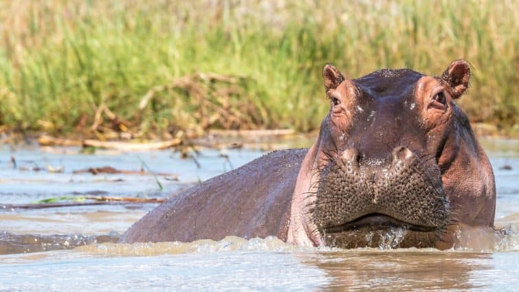 Hippopotame dans la réserve naturelle de Masaï Mara, Kenya 
