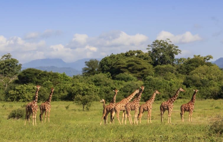 Groupe de girafes dans le parc national de Méru