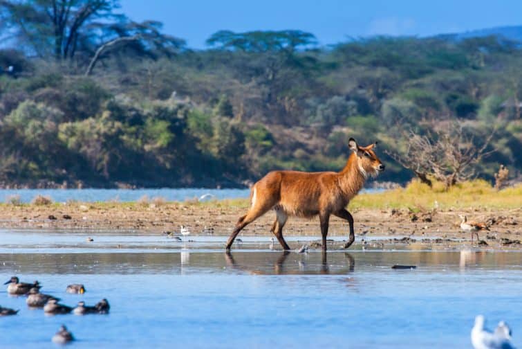 Animal sauvage sur le lac de Naivasha, Kenya