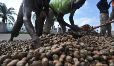 5 façons dont la filière de la noix de cajou bénéficie de la coopération Europe-Afrique