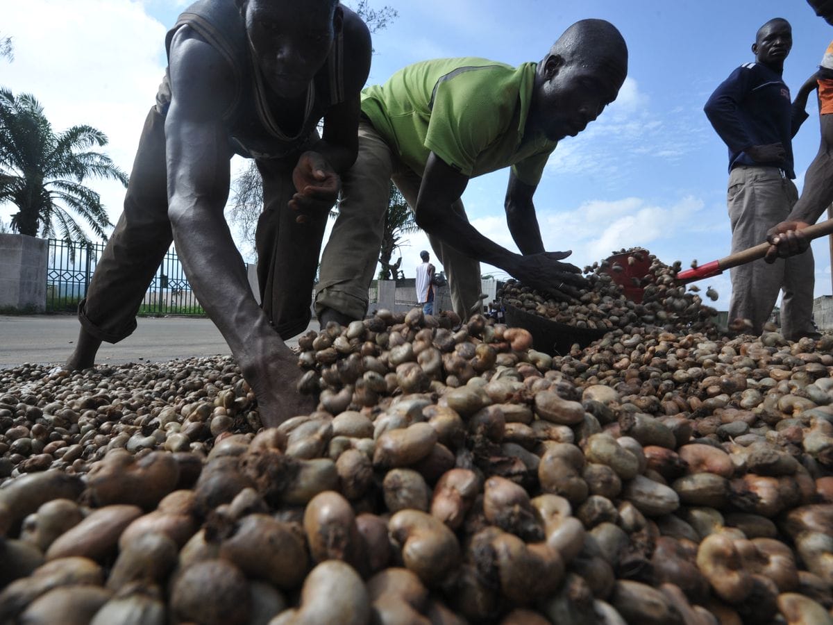 5 façons dont la filière de la noix de cajou bénéficie de la coopération Europe-Afrique