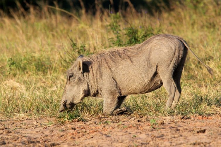 Phacochère dans la réserve naturelle de Shimba Hills, Kenya