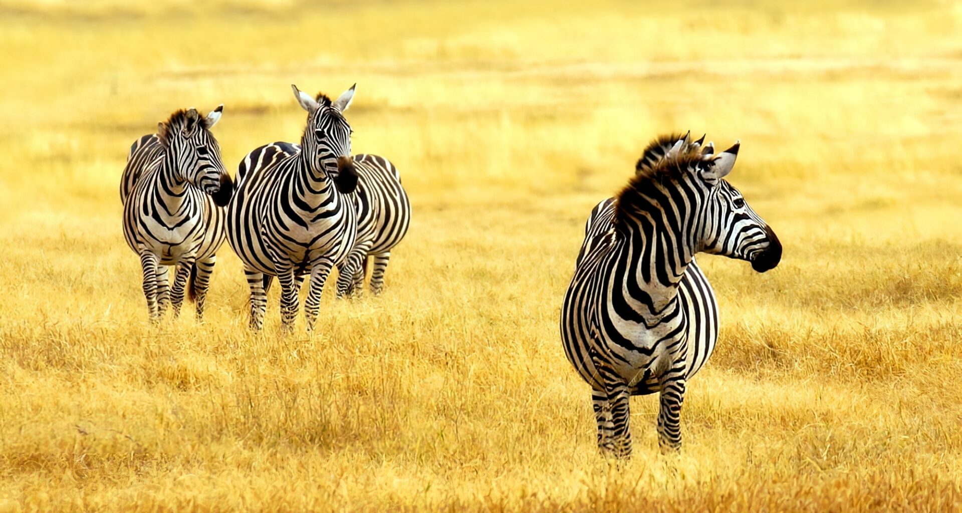 Zèbres dans le parc national de Méru, Kenya