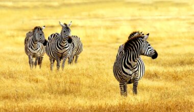 Zèbres dans le parc national de Méru, Kenya