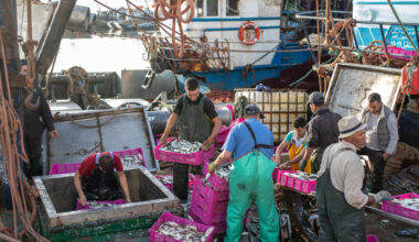 Le nouvel accord commercial UE-Maroc comprenant les produits du Sahara occidental divise - Afrique économie