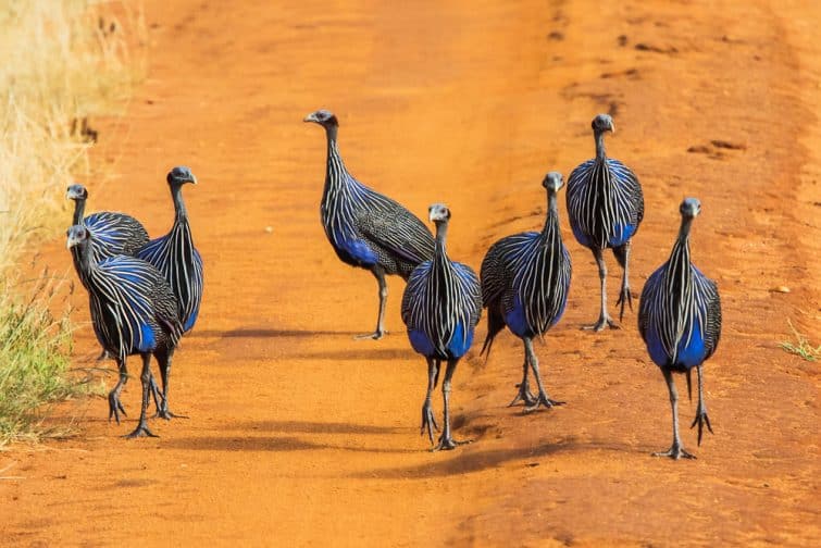 Pintades dans le parc national de Tsavo, Kenya