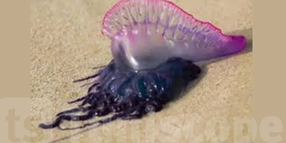 Attention aux plages : le ''Régent portugais'' fait son apparition en Tunisie