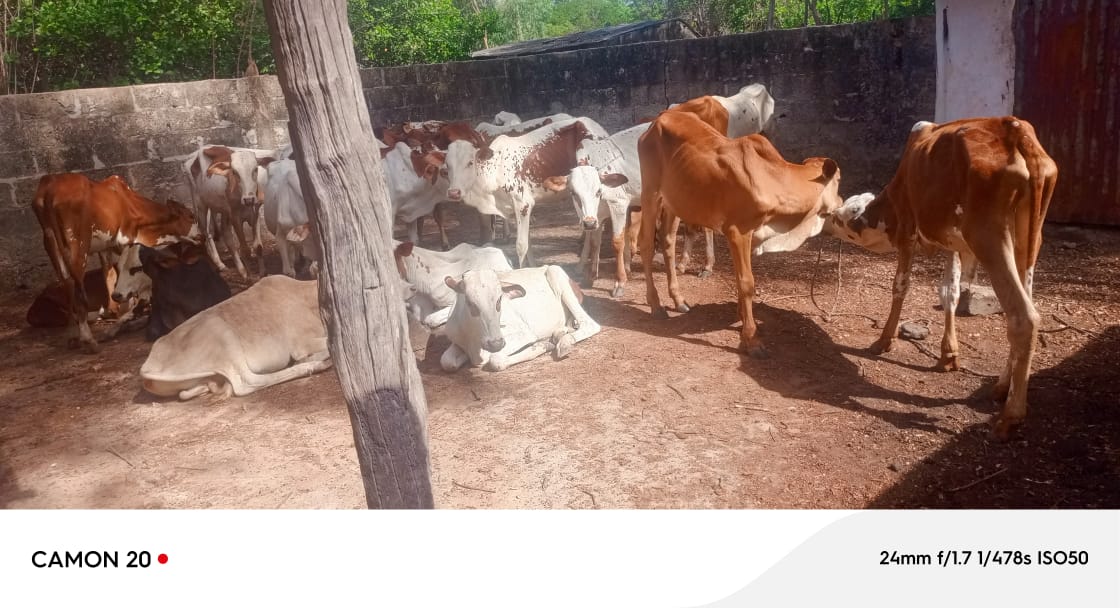 Casamance : neuf organisations paysannes reçoivent une quarantaine de bœufs pour renforcer l