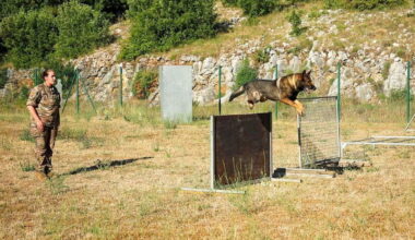 Camp militaire de Canjuers : immersion auprès des maîtres-chiens du 1er régiment de chasseurs d'Afrique