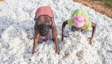 Le Ghana se tourne vers le coton béninois pour relancer son industrie textile