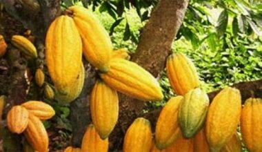 Cacao : N'Zérékoré, plaque tournante d'une contrebande qui inquiète la filière ivoirienne