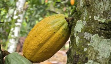 Cacao : la Côte d’Ivoire ajuste son modèle face aux nouvelles exigences du marché
