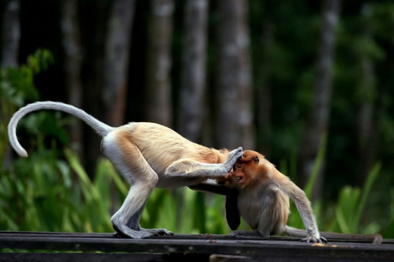 'People could get hurt': Conservationists decry AI wildlife visuals