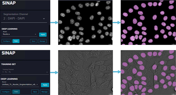Cross-channel supervision workflow: a DAPI channel was used in the segmentation channel, and a pretrained Nuclei.a model was implemented to segment the nuclei mask. Then, a TL channel was used in the training channel, which pairs the nuclei mask with the corresponding TL image to generate the training set. In the last step, the training set was used to retrain a base model.