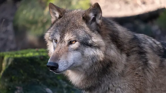 Ein Wolf blickt nach links.