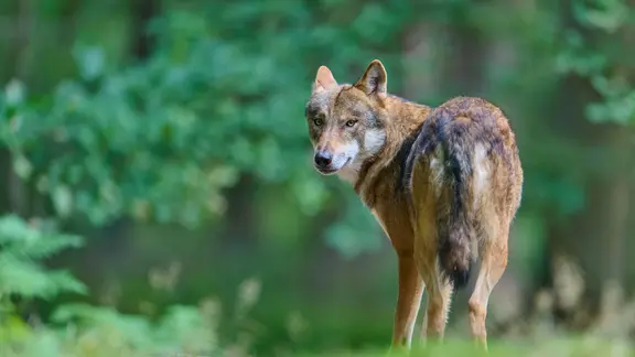 Ein europäischer Wolf (Canis lupus) steht in einem Wald, er ist von der Kamera weg gedreht, schaut aber zurück.