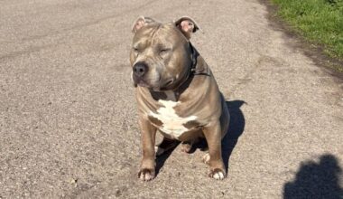 Familien-Pitbull beißt Mädchen (†4) tot – Hund beschlagnahmt | Regional