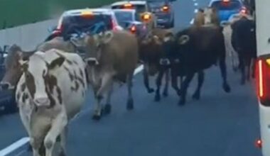 Nach Kuh-Chaos auf der Brennerautobahn: „Da hat jemand den Zaun aufgemacht“ - Tiroler Tageszeitung