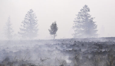 Forschung - Klimawandel könnte Waldbrandfläche in Europa verdreifachen