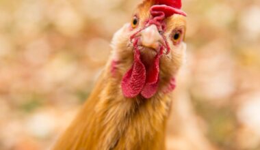Tierischer Durchbruch – Neue Studie macht Hühner vielleicht bald viel gesünder