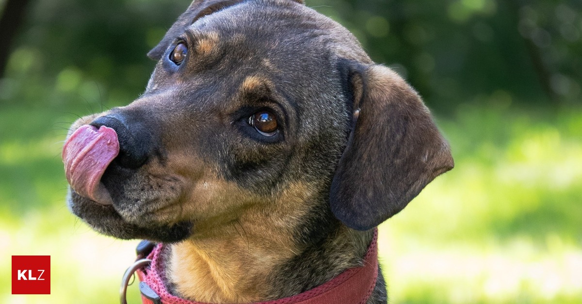 Arche Noah: Vermisster Hund kehrt nach drei Tagen zu Grazer Tierheim zurück