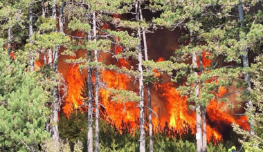 Großeinsatz - 36 Feuerwehren kämpfen gegen Brand im Föhrenwald