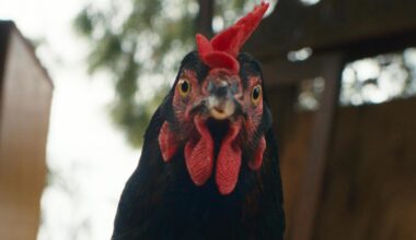 Kinostarts der Woche: Was man von einem Huhn über das Leben lernen kann