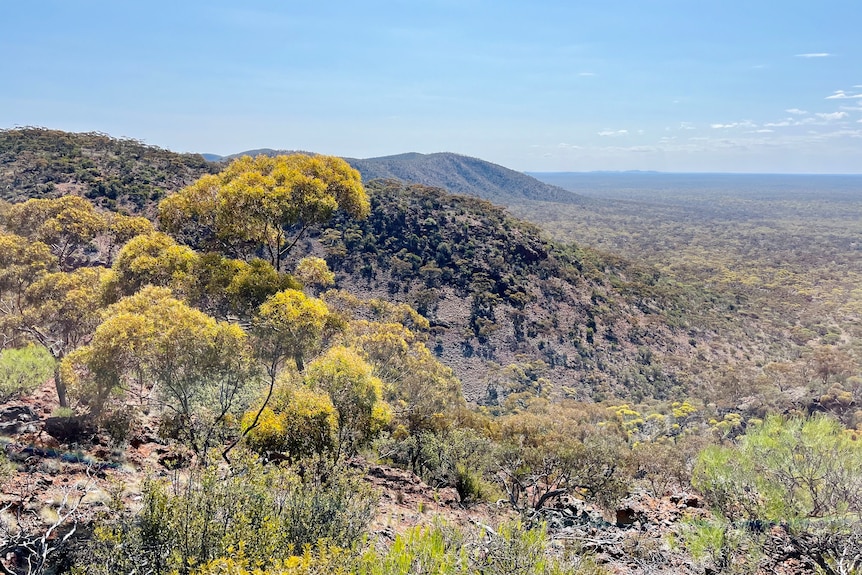 a scenic shot of bush and mountain ranges.