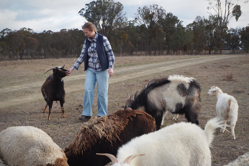 Woman walking through field surrounded by goats.