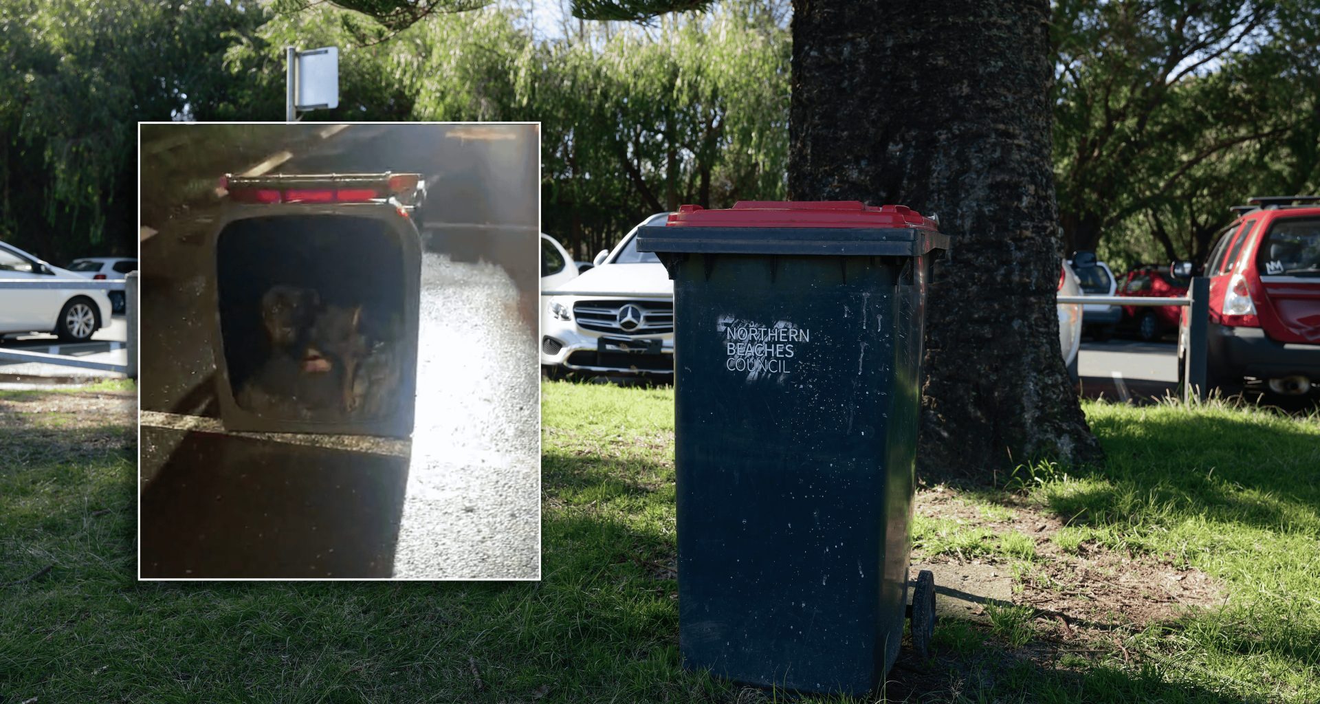 Abused dog dumped in Manly park bin