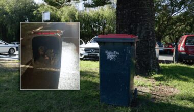 Abused dog dumped in Manly park bin