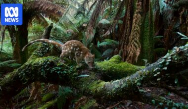 Push to create 1.2-million-hectare Great Southern Forest across NSW South Coast