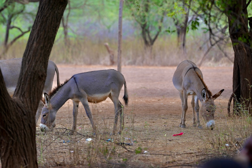 Three donkeys eat grass from the ground in Kenya.