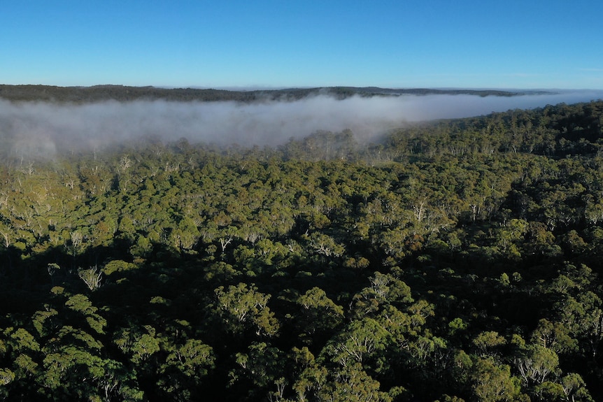 A drone panorama of a state forest.
