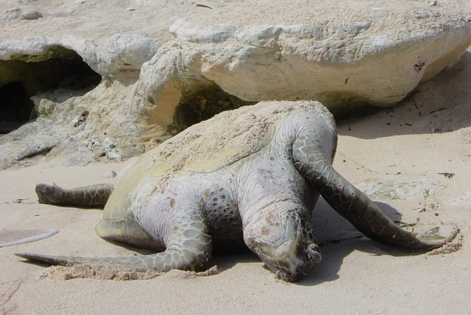 Overturned turtle next to a steep coral cliff.